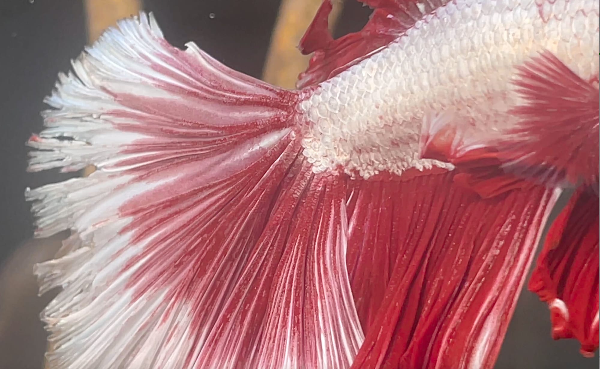 How to Cure Betta Fish Fin Rot