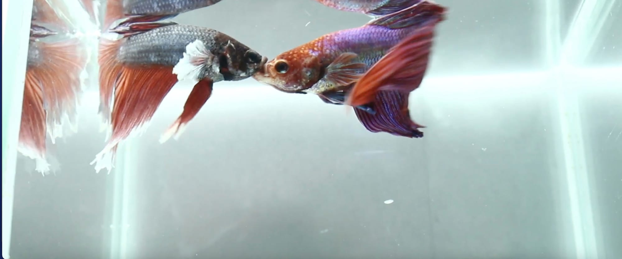 Why Do Betta Fish Fight?