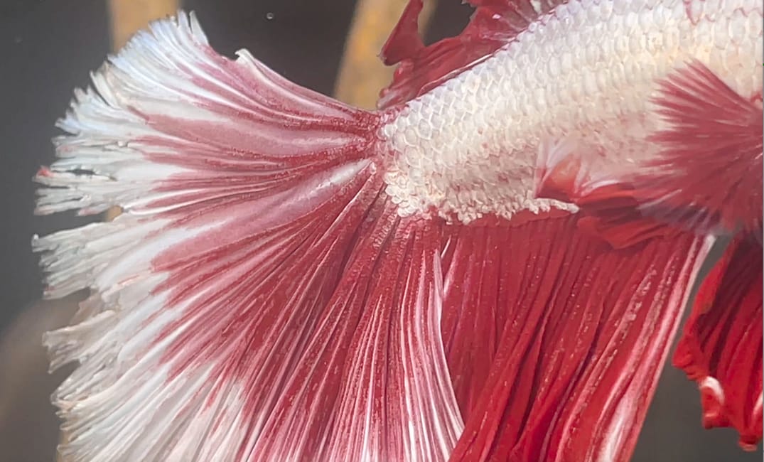 How to Cure Betta Fish Fin Rot