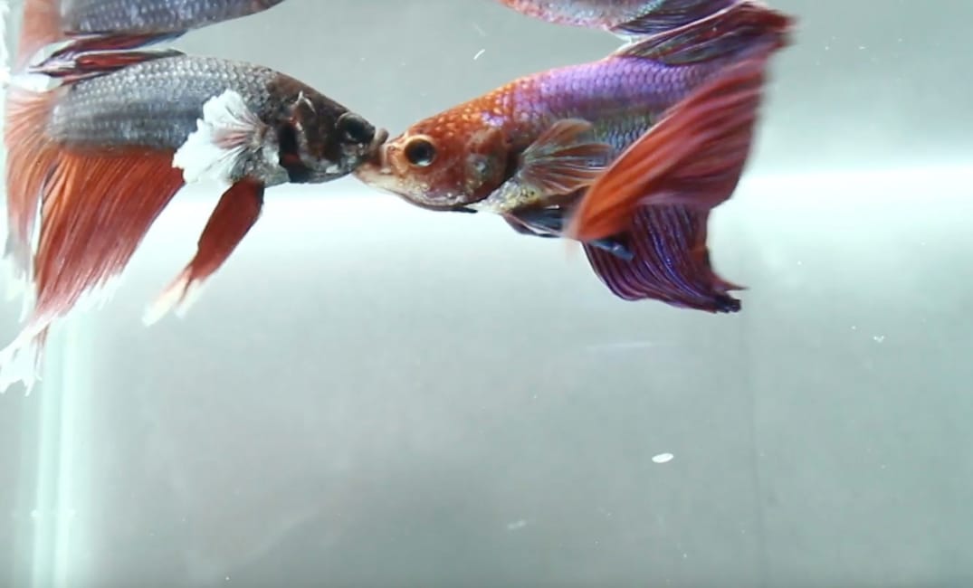 Why Do Betta Fish Fight?
