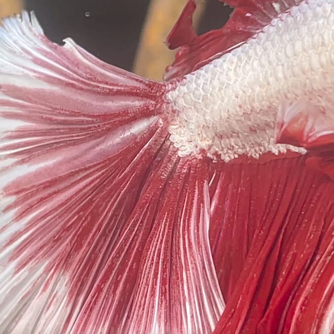 Image of: How to Cure Betta Fish Fin Rot