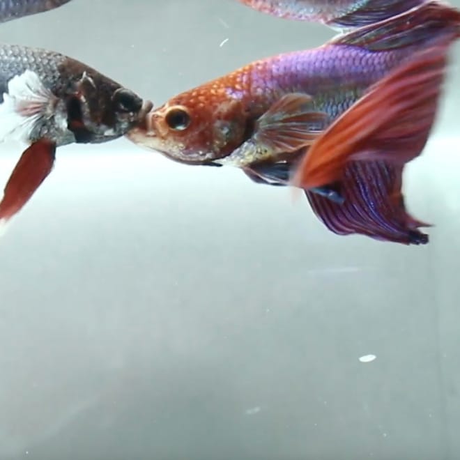 Image of: Why Do Betta Fish Fight?